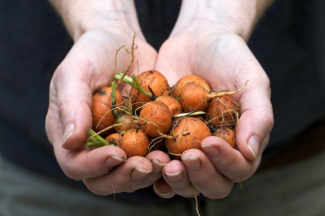 Parisienne Carrots By Chiot's Run @ flickr
