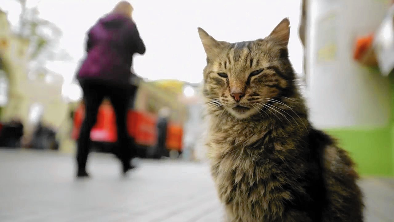Кота трейлер. Город кошек трейлер. Кошки в культуре. Кот Томбили